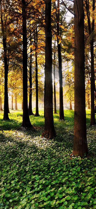 秋日森林阳光景象