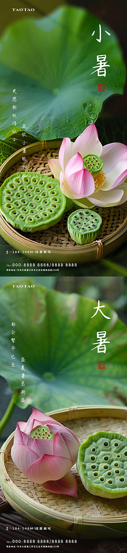 荷花莲蓬二十四节气摄影