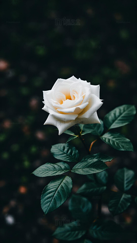 治愈系玫瑰花鲜花壁纸ins风1