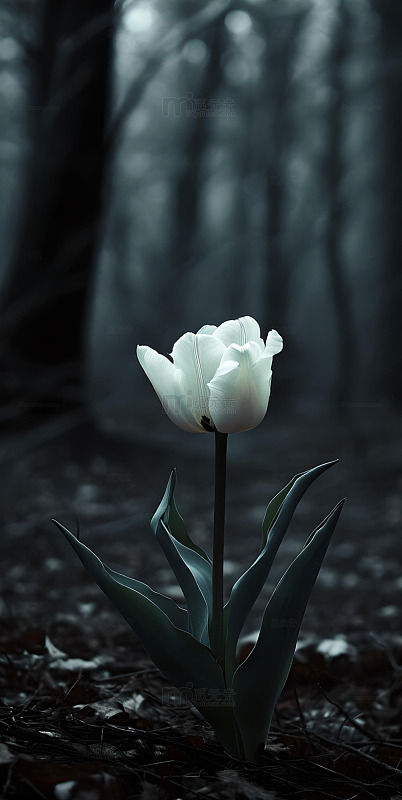 森系ins风简约构图白色郁金香8