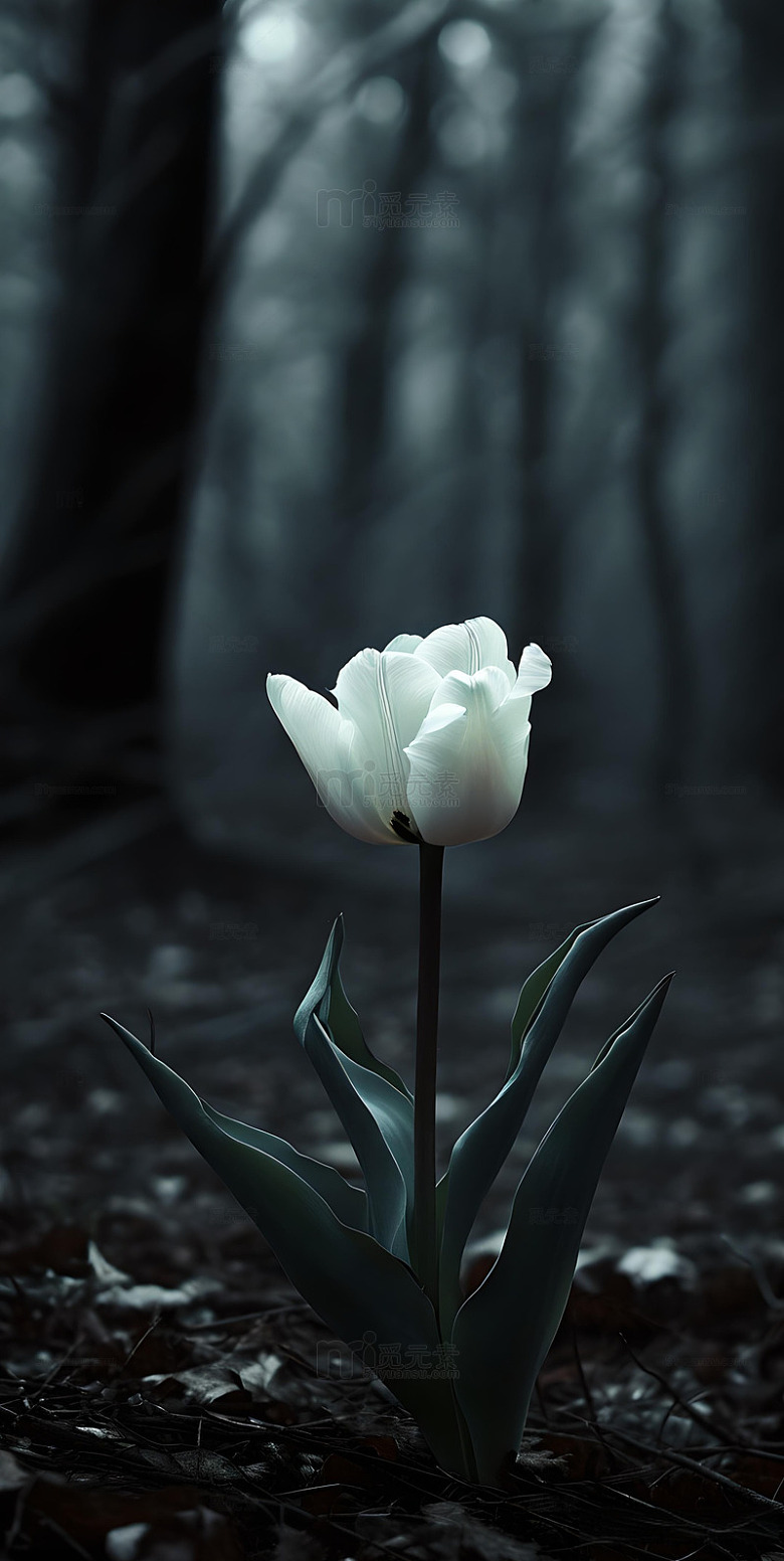 森系ins风简约构图白色郁金香8
