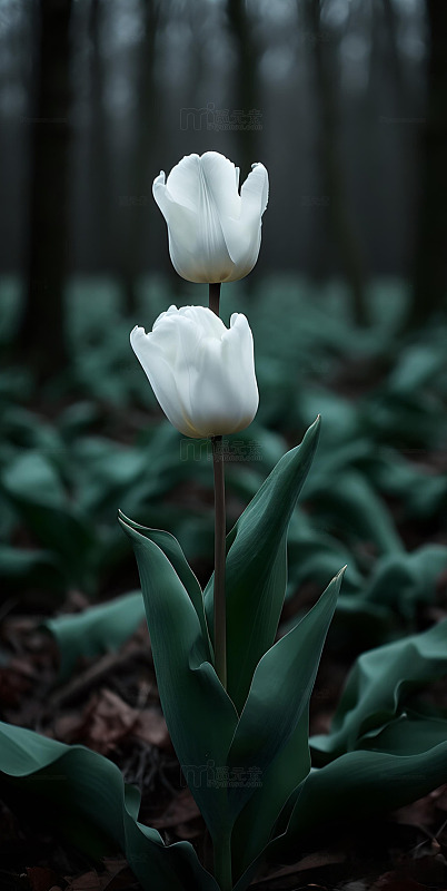 森系ins风简约构图白色郁金香3