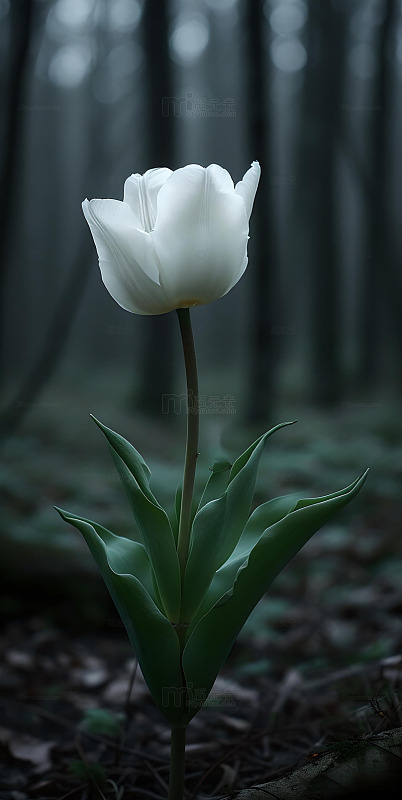 森系ins风简约构图白色郁金香2