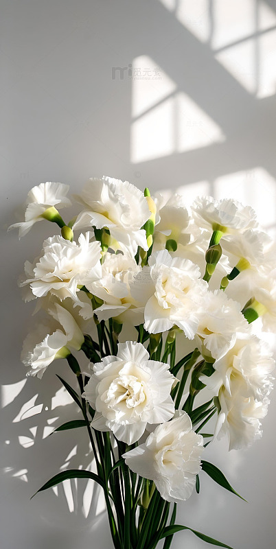 森系ins风简约构图白色康乃馨16