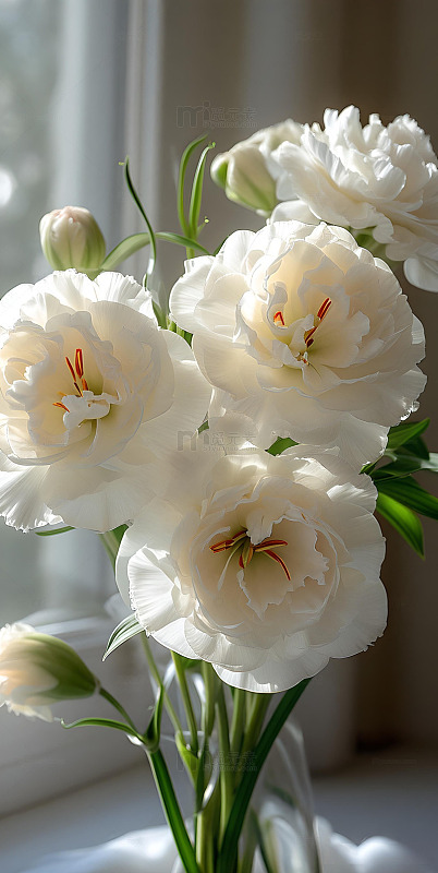 森系ins风简约构图白色康乃馨15