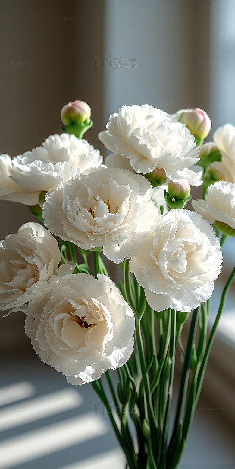 森系ins风简约构图白色康乃馨14