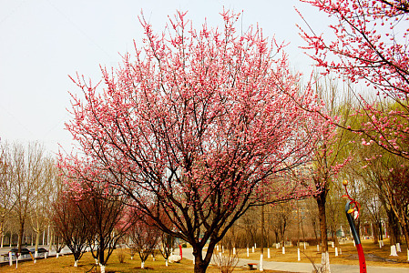 春日梅花盛开园景摄影图片