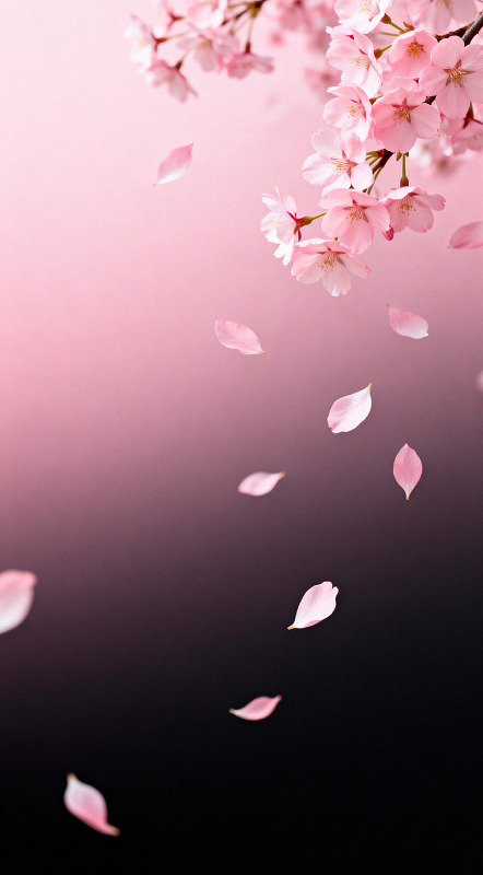 樱花飘落浪漫春景