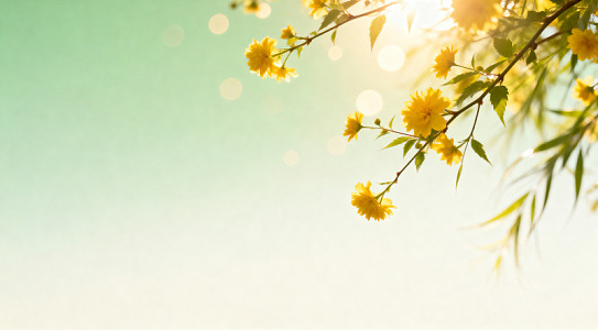 春日暖阳黄花绽放