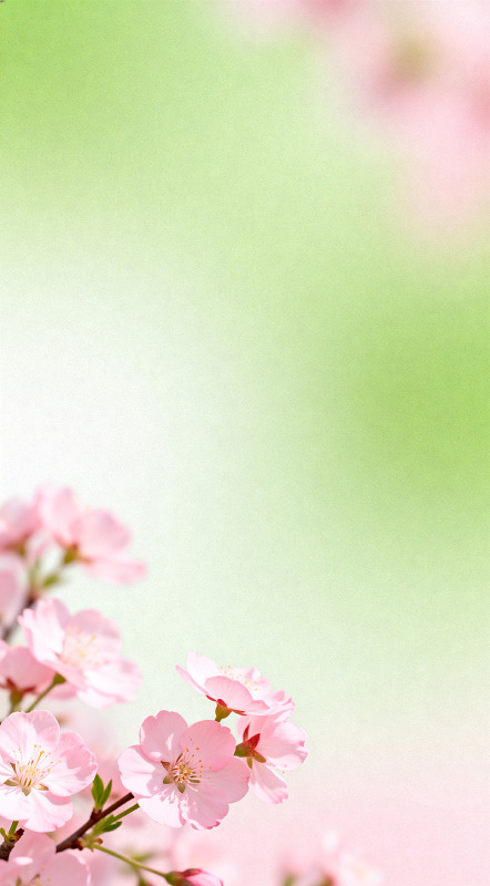 粉色樱花春意盎然壁纸