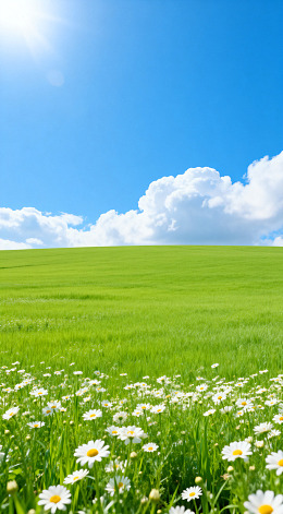 晴空绿野雏菊景