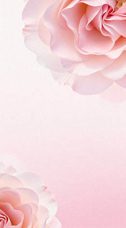 粉色玫瑰花特写壁纸
