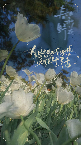 春日和野花海报