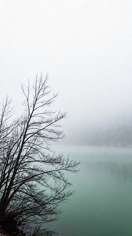 雾锁湖水枯树风景