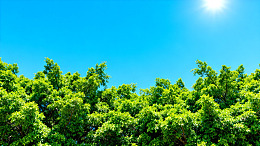 夏日阳光树林美景