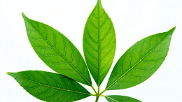 清新绿叶特写植物