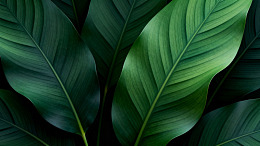 绿叶特写植物