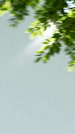模糊绿叶阳光自然风景