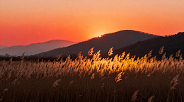 夕阳芦苇山景风光