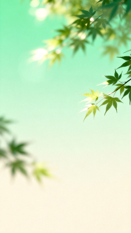 清新枫叶背景图