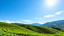 茶园风光山丘绿意盎然