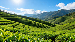 茶园风光自然美景片