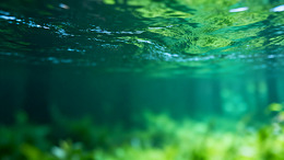 水下世界绿色植物景观
