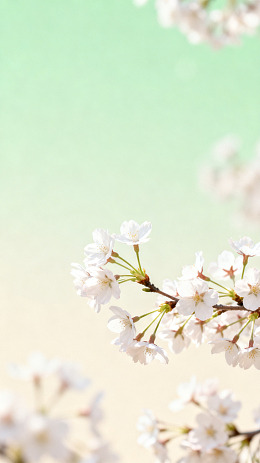 清新樱花特写壁纸