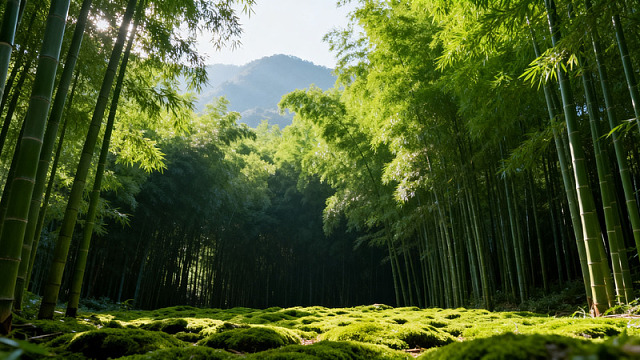 竹林绿意山景自然风光