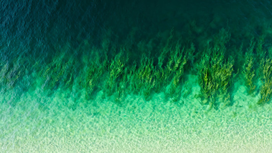 高空俯瞰海水植被美景