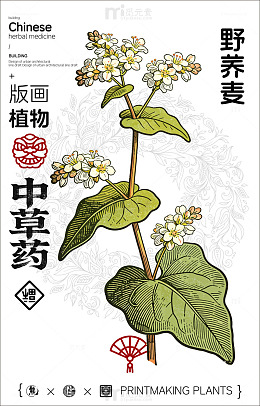 版画风格野荞麦植物中草药设计素材