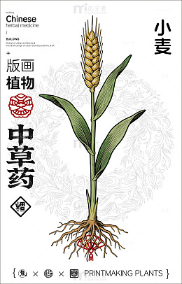 中式植物插画小麦图解