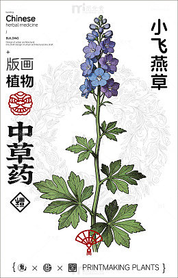 小飞燕草植物版画中草药设计