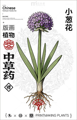 插画风格中草药小葱花介绍海报