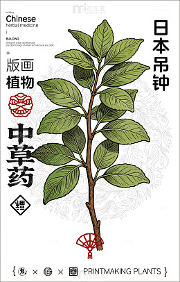 日本吊钟植物版画中草药设计素材
