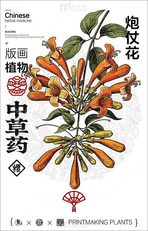 炮仗花版画植物中草药设计素材