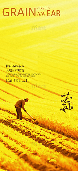 麦田劳作丰收季