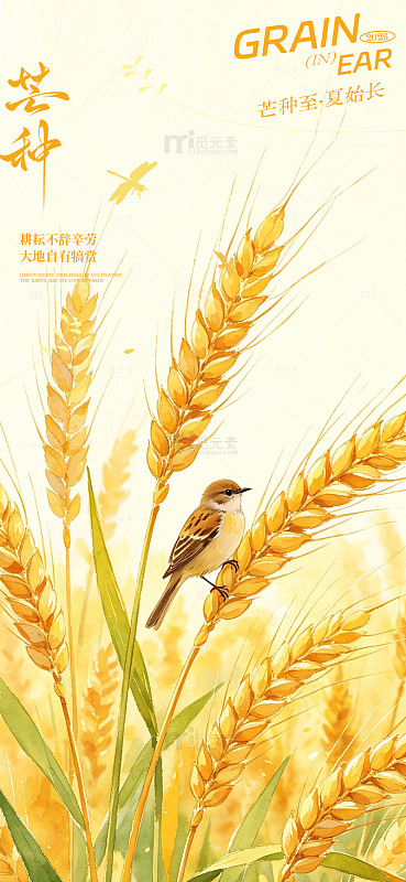 芒种节气麦田小鸟插画