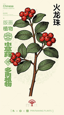 版画风格火龙珠植物插画