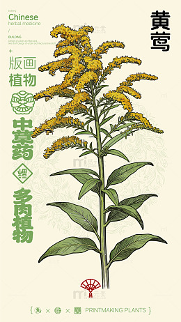 中国风中草药黄莺植物插画