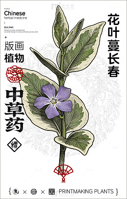 版画风格中草药花叶蔓长春宣传海报