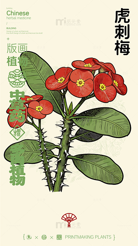 版画风格虎刺梅中医草药插画