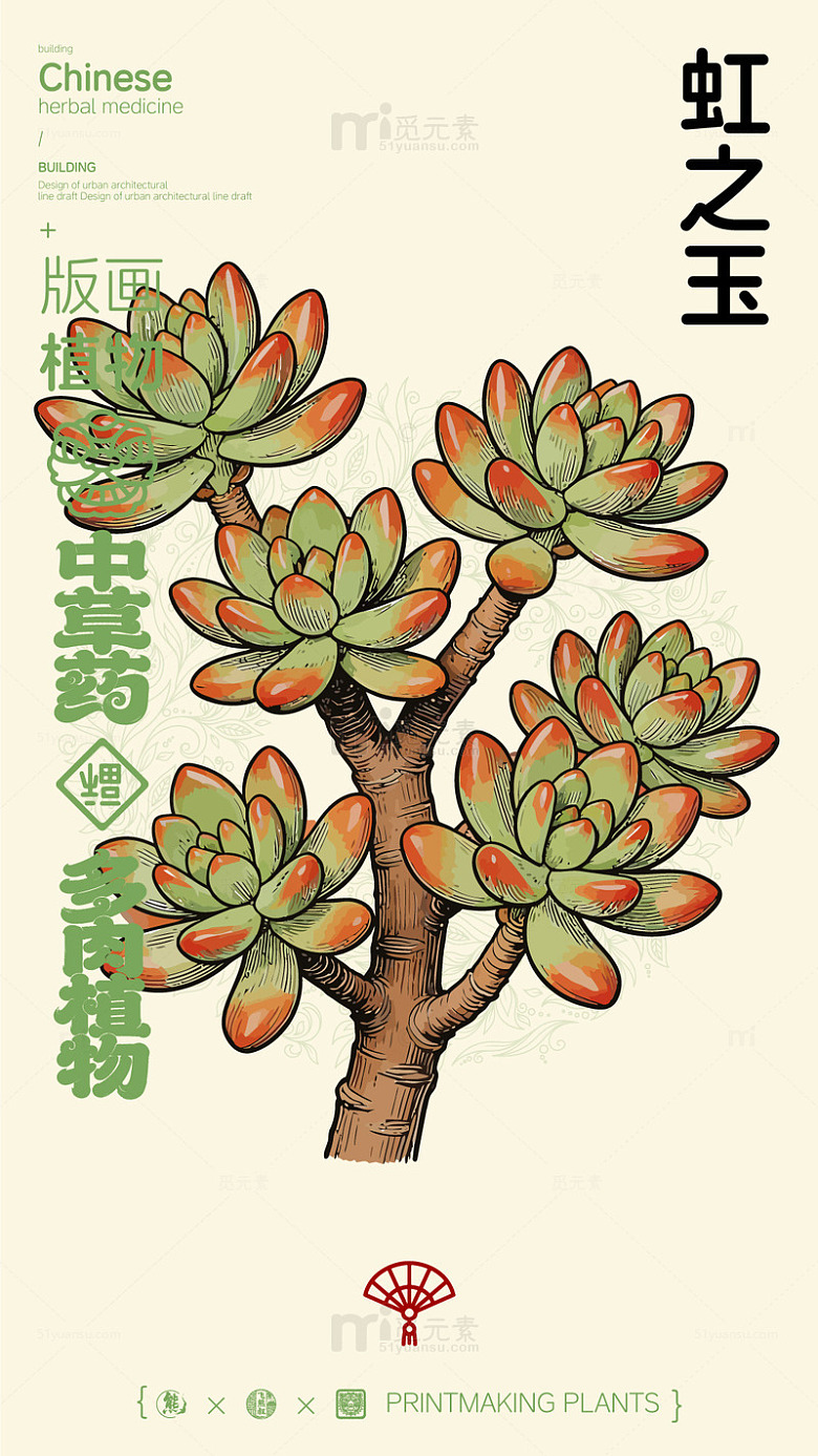 中草药插画风格虹之玉多肉植物