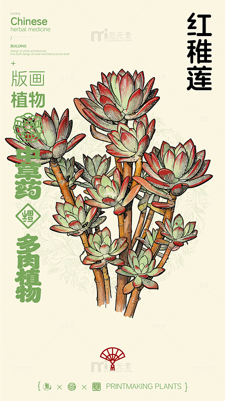 版画风格红稚莲多肉植物插画宣传海报