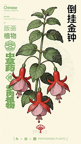 版画风格中草药倒挂金钟设计图