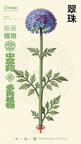 翠珠中草药植物插画