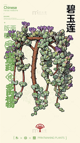 版画风格碧玉莲中药植物插图