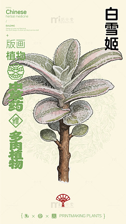 版画风格中草药白雪姬多肉植物设计素材
