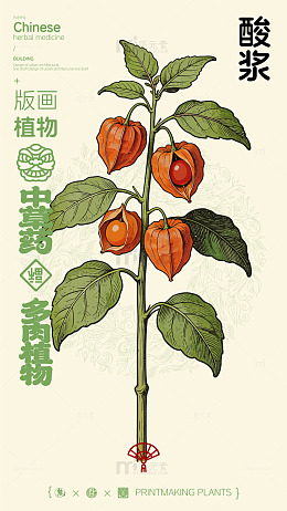 版画风格中草药酸浆植物插画