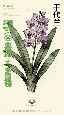 千代兰中药草植物图